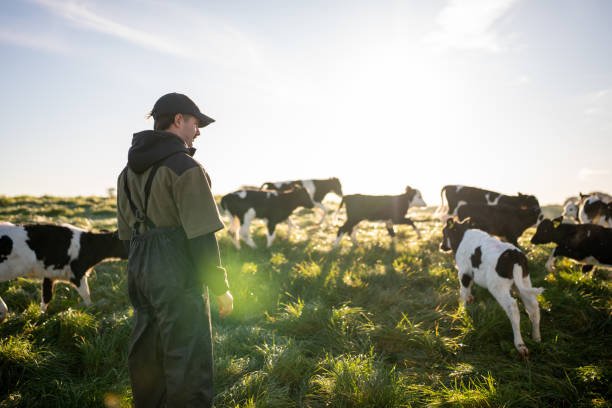 Employment Opportunity With Free Visa Sponsorship in Australia – Cattle Farm Hands